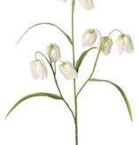 Fritillaria (Kievitsbloem) 3 vertakkingen met 9 bloemen (4X3 cm) & 4 blaadjes, 70 cm