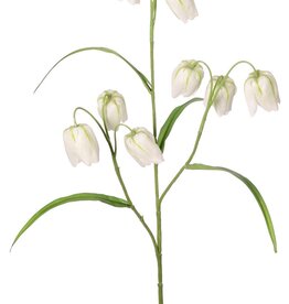 Fritillaria (Kievitsbloem) 3 vertakkingen met 9 bloemen (4X3 cm) & 4 blaadjes, 70 cm