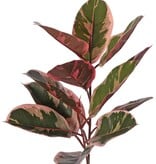 Ficus elastica "Ruby' (Rubberplant) 2x vertakt met 13 bladeren & 2 knoppen, brandvertragend, 60 cm
