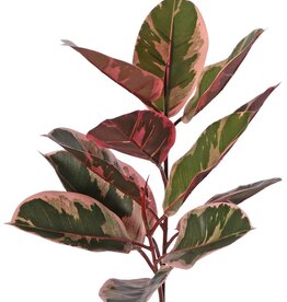 Ficus elastica "Ruby' (Rubberplant) 2x vertakt met 13 bladeren & 2 knoppen, brandvertragend, 60 cm