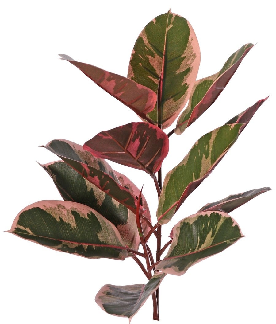 Ficus elastica 'Ruby' (Rubber Plant) 2x branched with 13 leaves & 2 buds, fire retardant, 60 cm