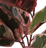 Ficus elastica 'Ruby' (Planta de caucho) 2x ramificada con 13 hojas y 2 brotes, ignífuga, 60 cm