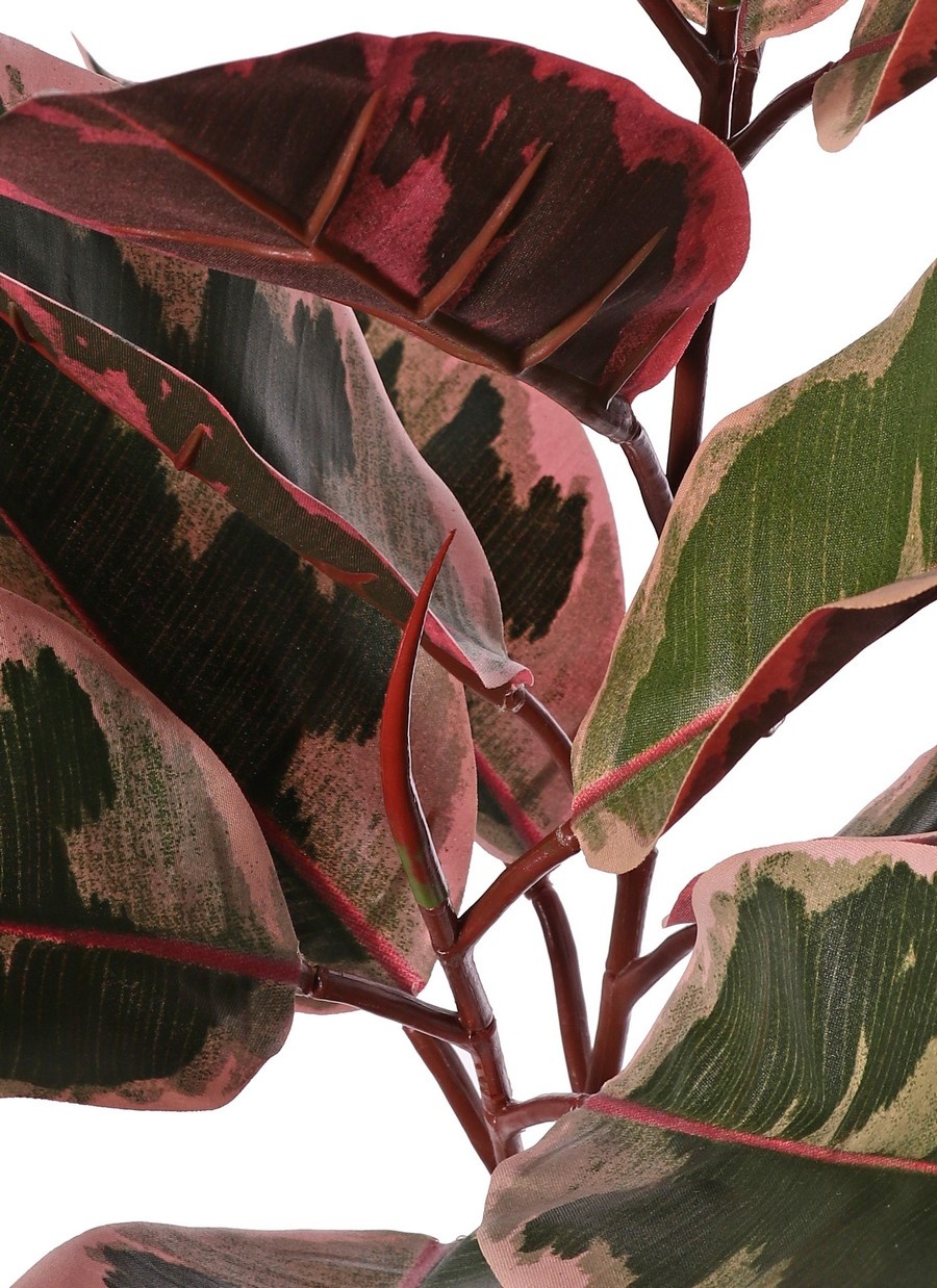 Ficus elastica 'Ruby' (Rubber Plant) 2x branched with 13 leaves & 2 buds, fire retardant, 60 cm