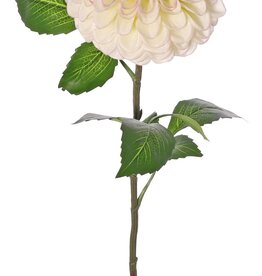 Dahlie (Kugelform) 'Beauty in bloom' mit 1 Blüte (Ø 13 cm) und 9 Blättern (3 Blattpaare), 73 cm - RECYCELT