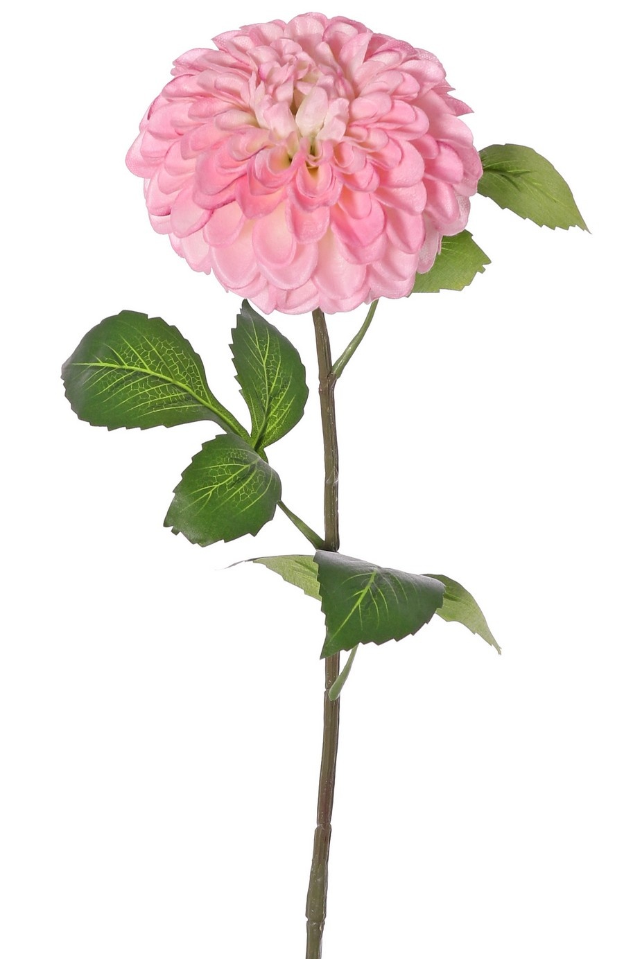 Dahlia (ball shape) 'Beauty in bloom' with 1 flower (Ø 13 cm) & 9 leaves (3 sets), 73 cm - RECYCLED