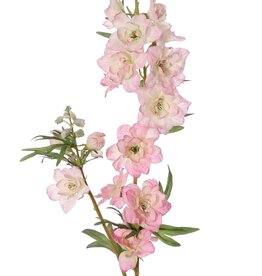 Rittersporn 'Beauty in Bloom', 2-fach verzweigt, 11 Blüten, 4 Knospen und 7 Blattpaare, 93 cm - RECYCELT