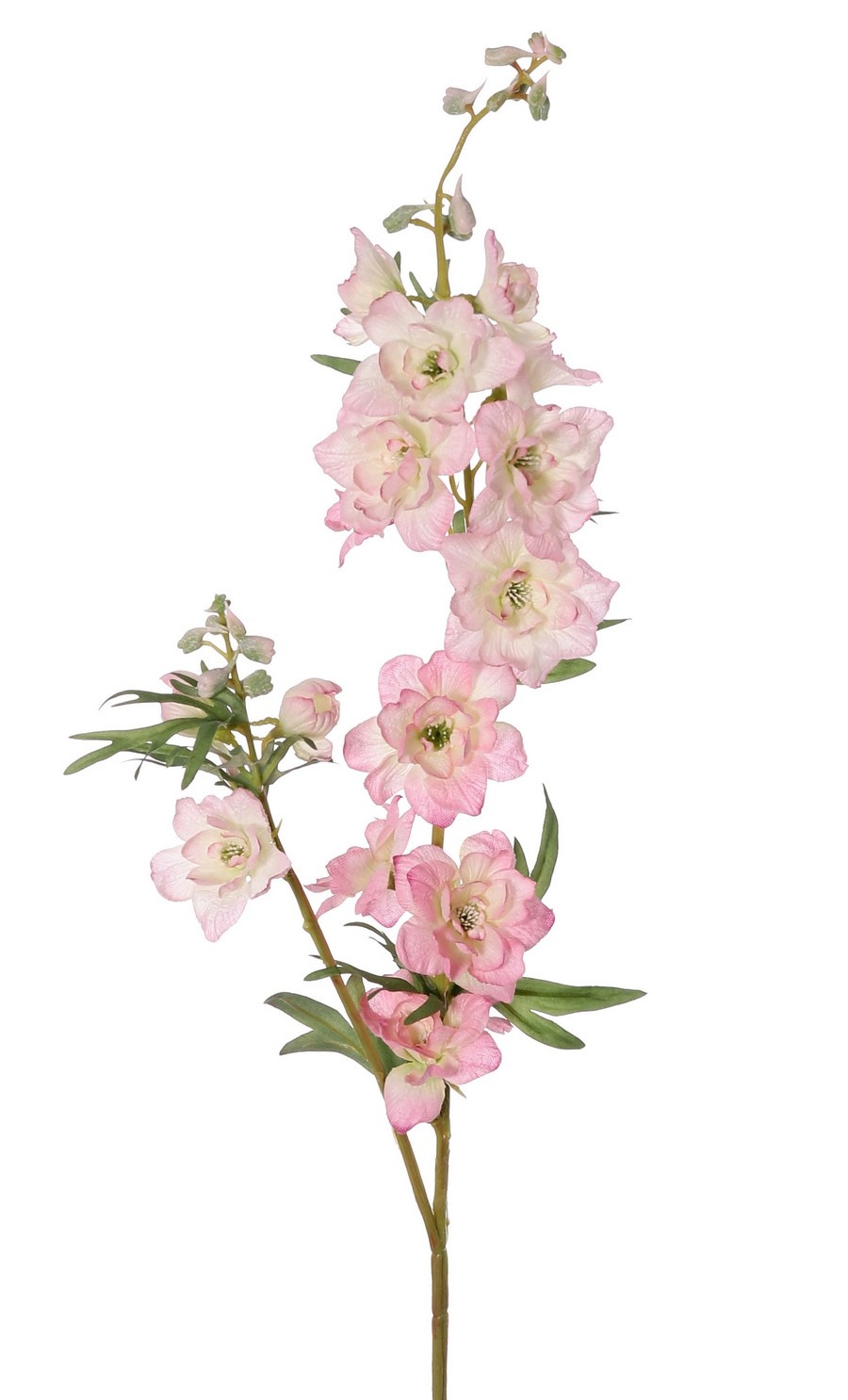 Rittersporn 'Beauty in Bloom', 2-fach verzweigt, 11 Blüten, 4 Knospen und 7 Blattpaare, 93 cm - RECYCELT