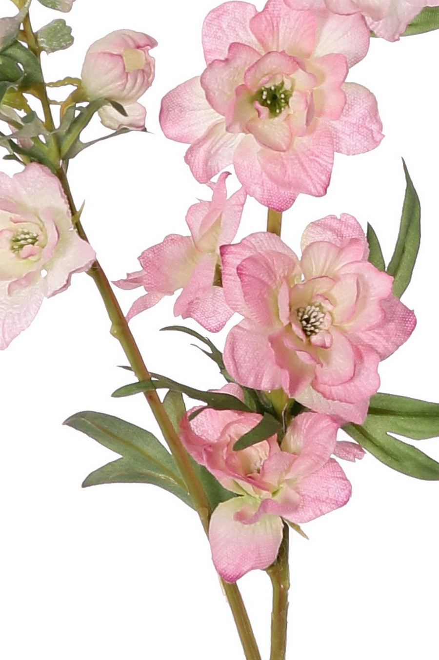 Rittersporn 'Beauty in Bloom', 2-fach verzweigt, 11 Blüten, 4 Knospen und 7 Blattpaare, 93 cm - RECYCELT