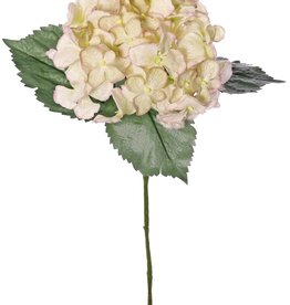 Hortensia (Hydrangea) 'Beauty in bloom' met 1 bloem (Ø 14 cm) & 3 bladeren, 63 cm - RECYCLED