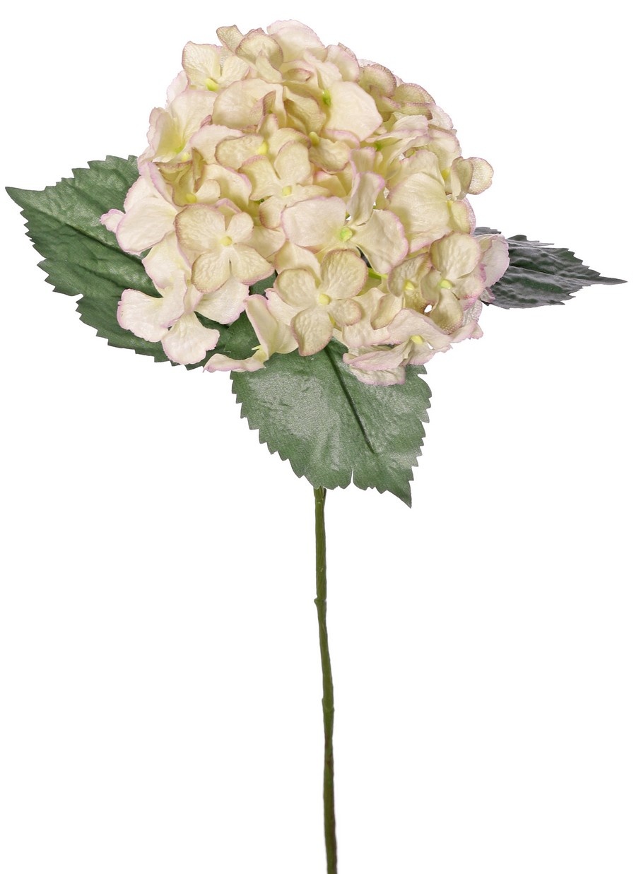 Hydrangea 'Beauty in bloom' with 1 flower (Ø 14 cm) & 3 leaves, 63 cm - RECYCLED
