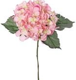 Hydrangea 'Beauty in bloom' with 1 flower (Ø 14 cm) & 3 leaves, 63 cm - RECYCLED