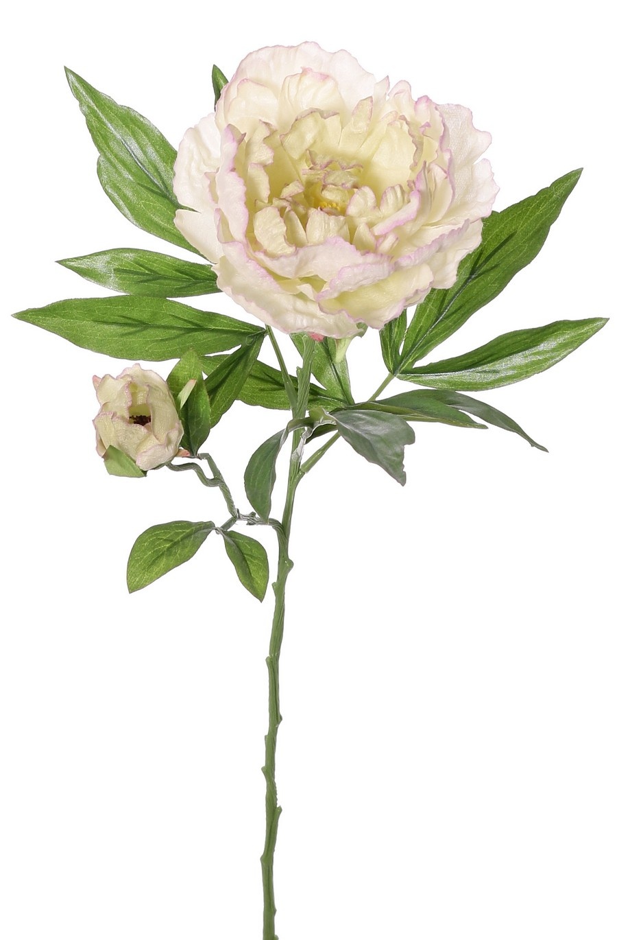 Pioenroos (Peony) 'Beauty in bloom' 1 bloem (Ø 9 cm), 1 knop (Ø 3 cm) & 19 bladeren, 66 cm - RECYCLED