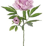 Pioenroos (Peony) 'Beauty in bloom' 1 bloem (Ø 9 cm), 1 knop (Ø 3 cm) & 19 bladeren, 66 cm - RECYCLED