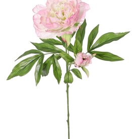 Pfingstrose 'Beauty in bloom', 1 Blüte (Ø 9 cm), 1 Knospe (Ø 3 cm) & 19 Blätter, 66 cm - RECYCELT