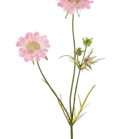 Scabiosen, 3 Verzweigungen, 2 Blumen Ø 10 u. 8 cm, 3 Knospen, 4 Blätter, 80cm
