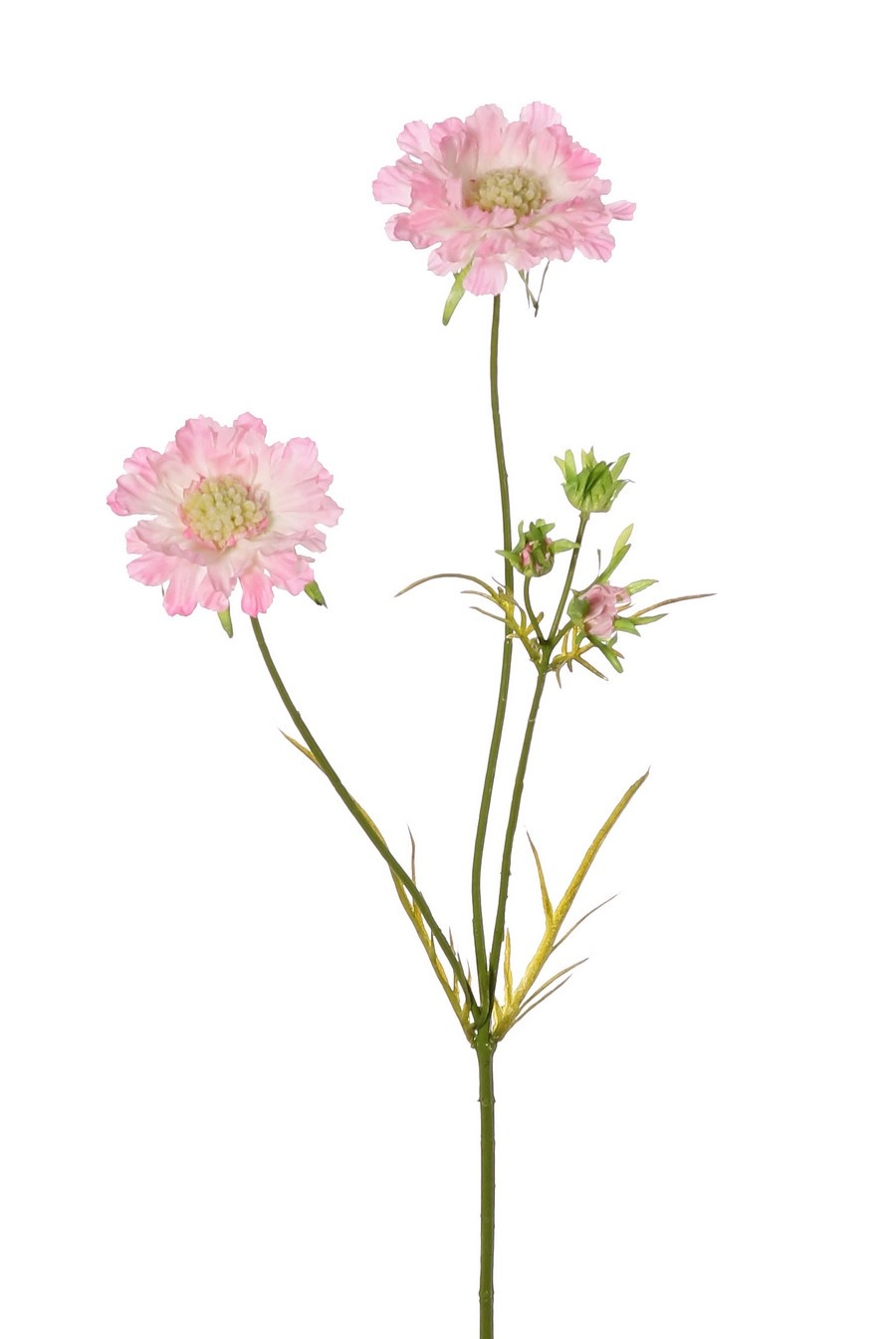 Scabiosa, 2 flowers, Ø10/8cm, 3 buds, 4 lvs., 80cm