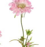 Scabiosa (Duifkruid), x3, 2 bloemen, Ø 10/8cm, 3 knop & 4 blad, 80cm