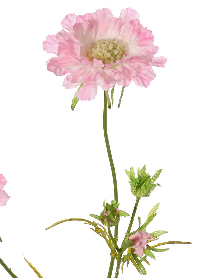 Scabiosa, 2 flores, Ø 10/8cm, 3 capullos, 4 hojas, 80cm