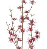 Hamamelis, Zaubernuss (Hamamelis mollis) x3 mit 26 Blüten (Ø 5 cm) und 8 Büscheln Miniblättern, 120 cm