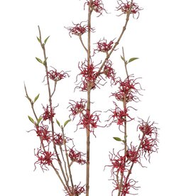 Hamamelis, Zaubernuss (Hamamelis mollis) x3 mit 26 Blüten (Ø 5 cm) und 8 Büscheln Miniblättern, 120 cm