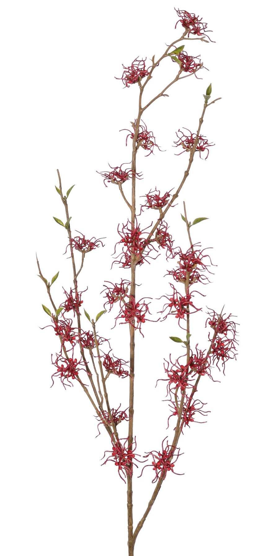 Hamamelis, Zaubernuss (Hamamelis mollis) x3 mit 26 Blüten (Ø 5 cm) und 8 Büscheln Miniblättern, 120 cm