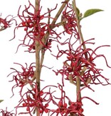 Hamamelis (Hamamelis mollis) x3 con 26 flores (Ø 5 cm) y 8 racimos de minihojas, 120 cm