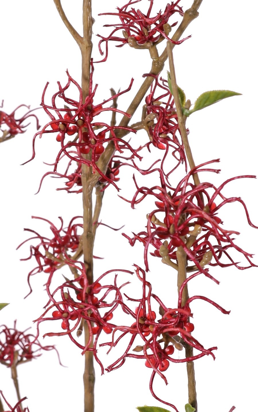 Toverhazelaar (Hamamelis mollis) x3 met 26 bloemen (Ø 5cm) & 8 clusters mini blad, 120 cm