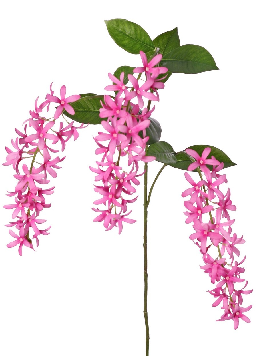 Petrea volubilis (Gottesblume) 3-fach verzweigt mit 3 Blütenständen (23 cm) und 8 Blättern, 120 cm