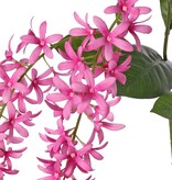 Petrea volubilis (Gottesblume) 3-fach verzweigt mit 3 Blütenständen (23 cm) und 8 Blättern, 120 cm