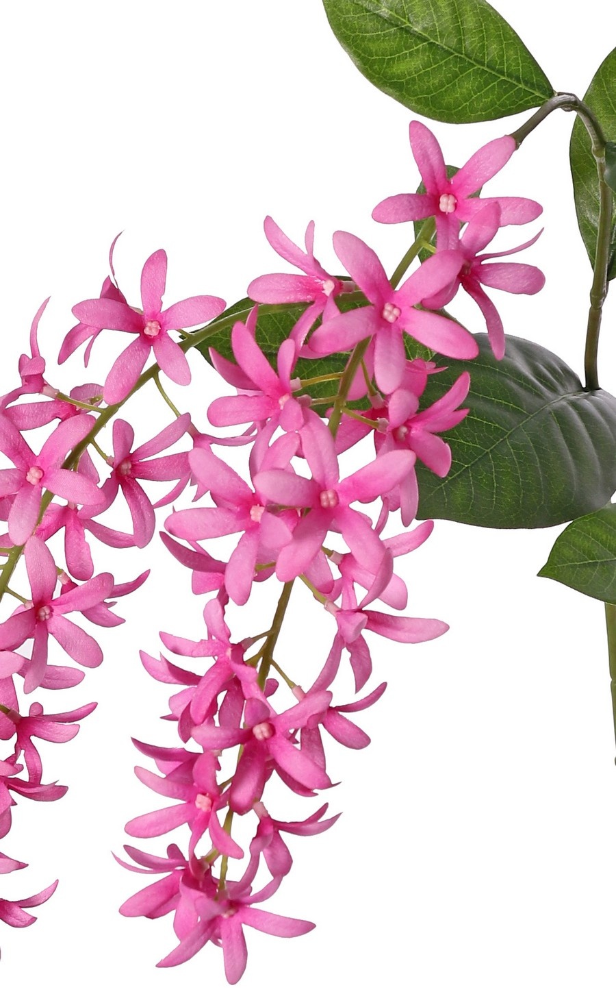 Petrea volubilis (Bloem van God) 3x vertakt met 3 bloemtrossen (23 cm) & 8 bladeren, 120 cm