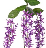 Petrea volubilis (Gottesblume) 3-fach verzweigt mit 3 Blütenständen (23 cm) und 8 Blättern, 120 cm