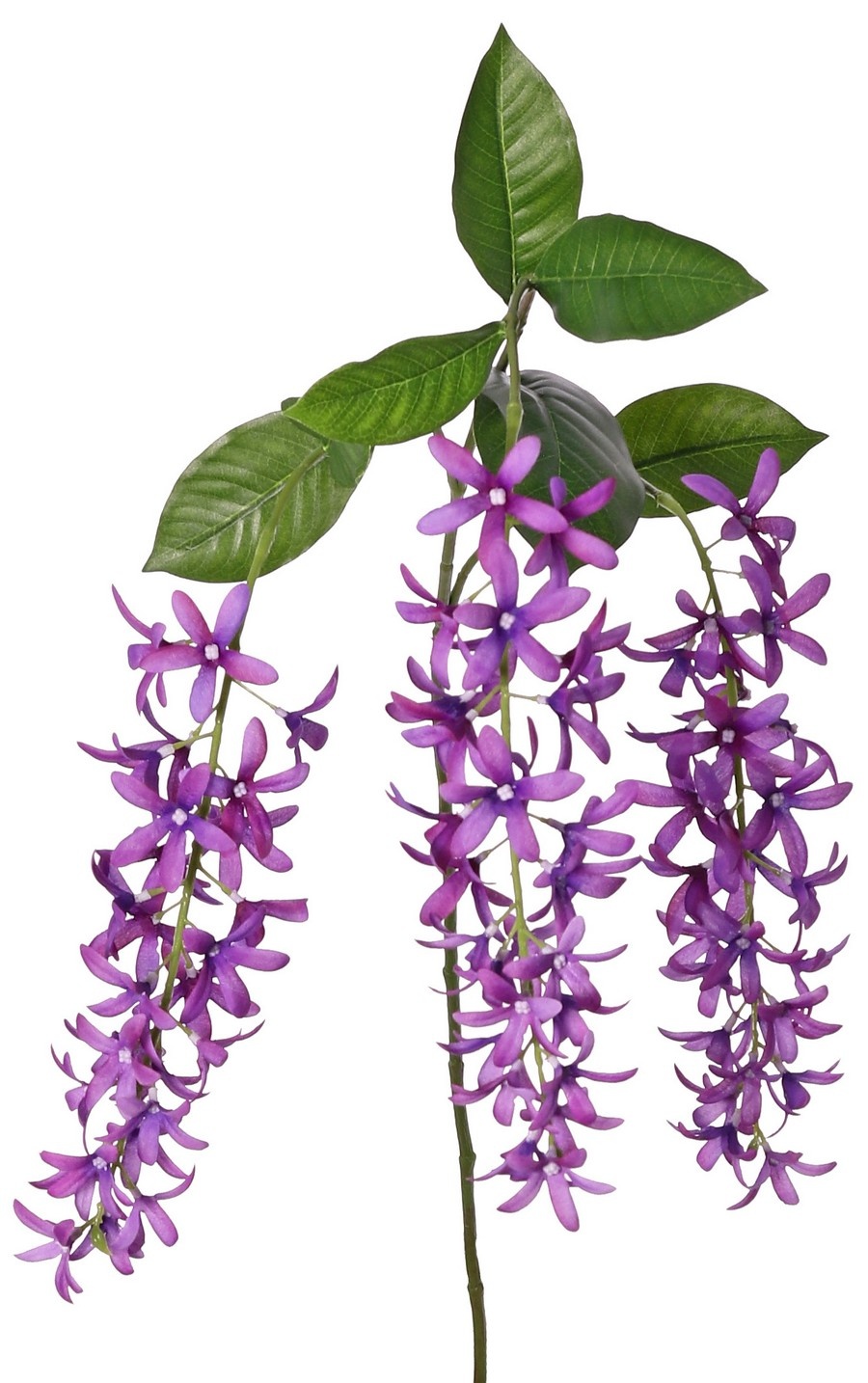 Petrea volubilis (Flower of God) 3x branched with 3 flower clusters (23 cm) & 8 leaves, 120 cm