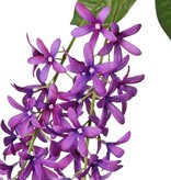 Petrea volubilis (Flower of God) 3x branched with 3 flower clusters (23 cm) & 8 leaves, 120 cm