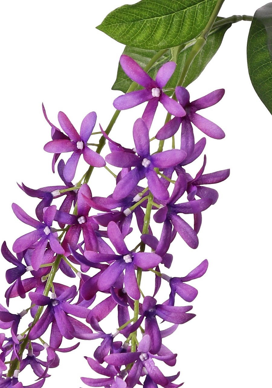 Petrea volubilis (Bloem van God) 3x vertakt met 3 bloemtrossen (23 cm) & 8 bladeren, 120 cm