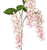 Petrea volubilis (Gottesblume) 3-fach verzweigt mit 3 Blütenständen (23 cm) und 8 Blättern, 120 cm