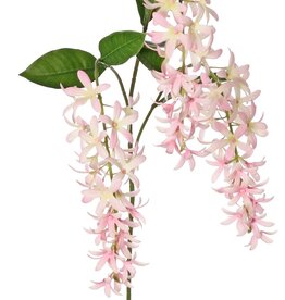 Petrea volubilis (Flower of God) 3x branched with 3 flower clusters (23 cm) & 8 leaves, 120 cm