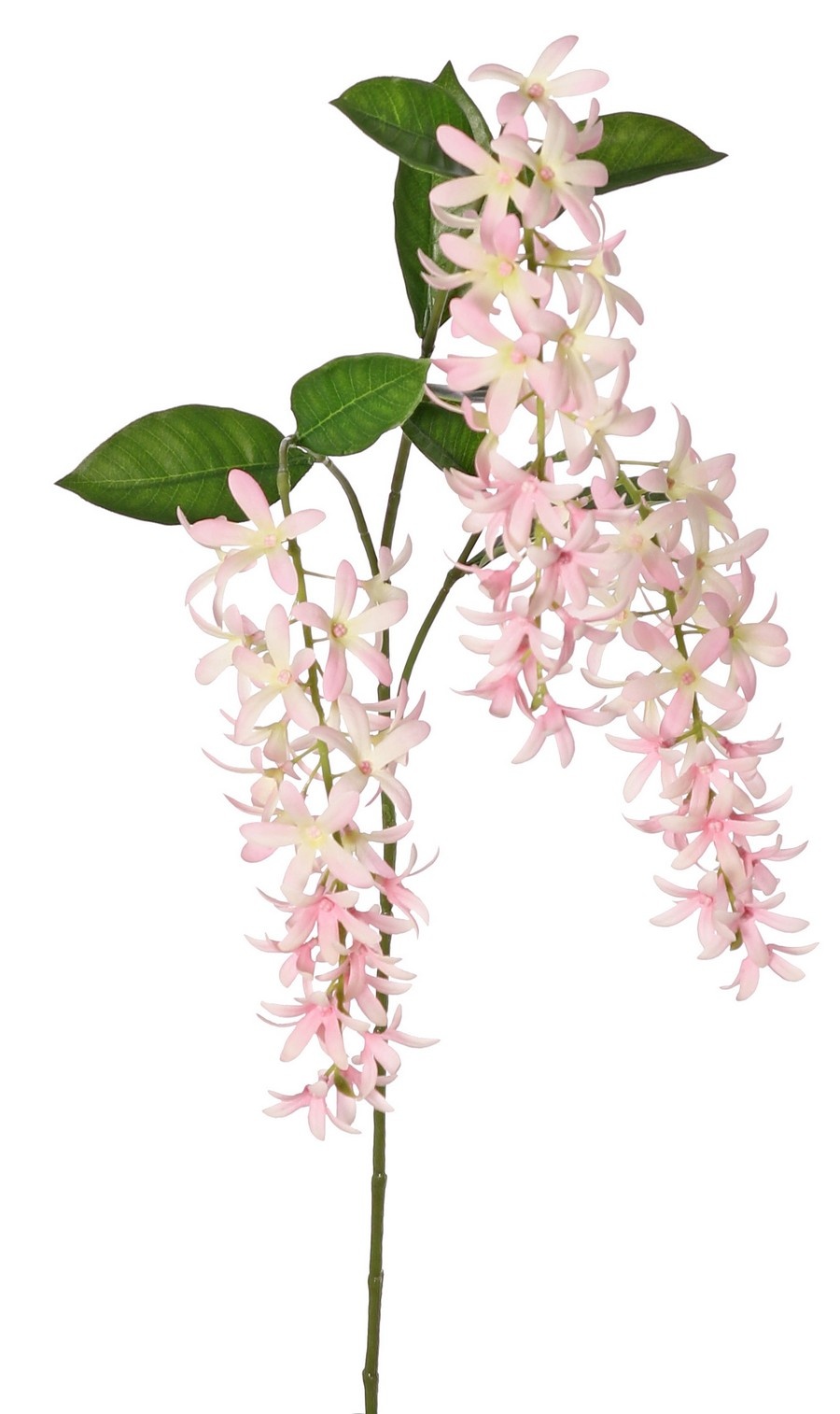 Petrea volubilis (Flower of God) 3x branched with 3 flower clusters (23 cm) & 8 leaves, 120 cm