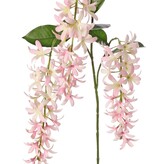 Petrea volubilis (Bloem van God) 3x vertakt met 3 bloemtrossen (23 cm) & 8 bladeren, 120 cm