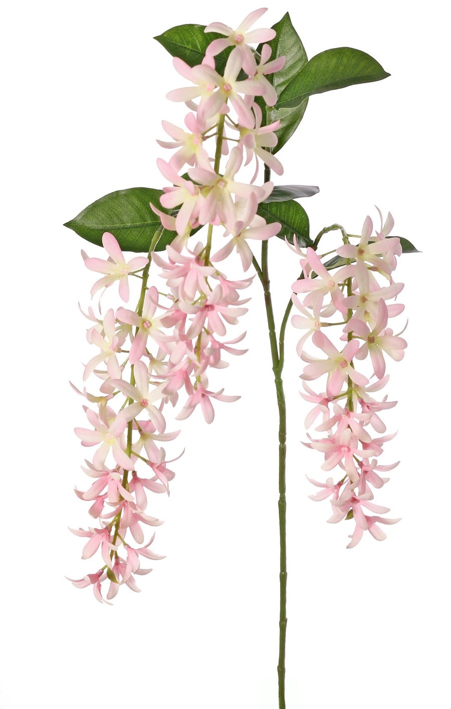 Petrea volubilis (Bloem van God) 3x vertakt met 3 bloemtrossen (23 cm) & 8 bladeren, 120 cm