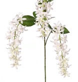 Petrea volubilis (Flower of God) 3x branched with 3 flower clusters (23 cm) & 8 leaves, 120 cm