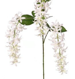 Petrea volubilis (Gottesblume) 3-fach verzweigt mit 3 Blütenständen (23 cm) und 8 Blättern, 120 cm