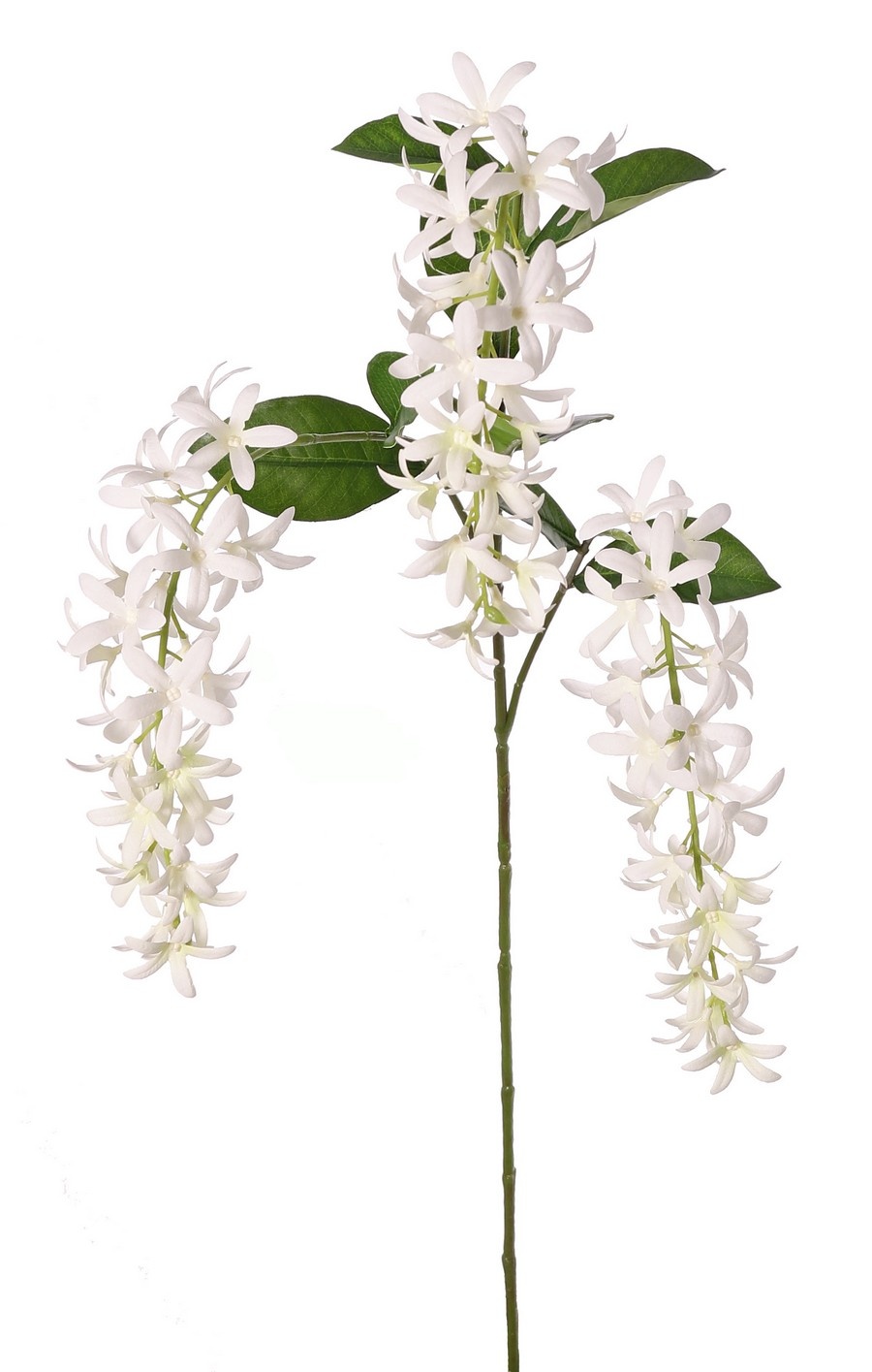 Petrea volubilis (Gottesblume) 3-fach verzweigt mit 3 Blütenständen (23 cm) und 8 Blättern, 120 cm