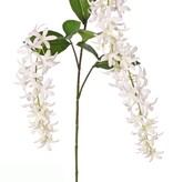 Petrea volubilis (Flower of God) 3x branched with 3 flower clusters (23 cm) & 8 leaves, 120 cm