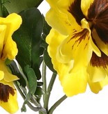 Violets, Viola, 5x branched, with 5 flowers, 2 flower buds and 11 leaves, 27 cm