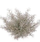 Arbusto plateado (Calocephalus) 19x ramificado, Ø 30 cm, H 30 cm