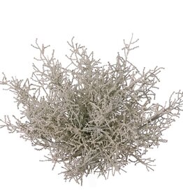 Silberstrauch (Calocephalus), 19-fach verzweigt, Ø 30 cm, H 30 cm