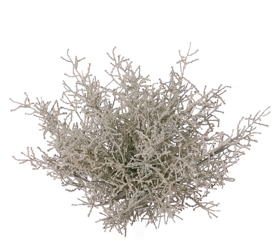 Silver shrub (Calocephalus) 19x branched, Ø 30 cm, H 30 cm