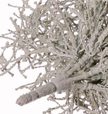 Silver shrub (Calocephalus) 19x branched, Ø 30 cm, H 30 cm