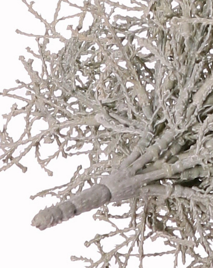 Silver shrub (Calocephalus) 19x branched, Ø 30 cm, H 30 cm