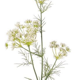 Zanahoria silvestre (Daucus carota) "Encaje de la Reina Ana", con 45 flores y 13 hojas, 78 cm